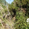 Plants: image 7 Of 83 Thumb
